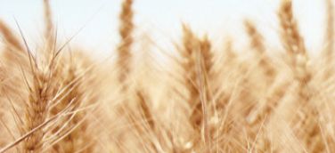 內(nèi)蒙古紫牛生物科技有限公司網(wǎng)站上線(xiàn)了！